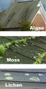 Roof algae,moss,lichen