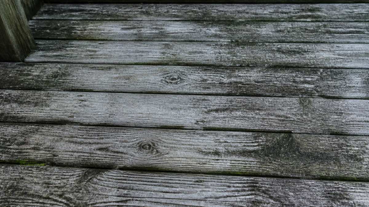 Close-up of weathered wood deck surface showing gray discoloration, dark mold streaks, and algae growth in shaded areas before professional cleaning