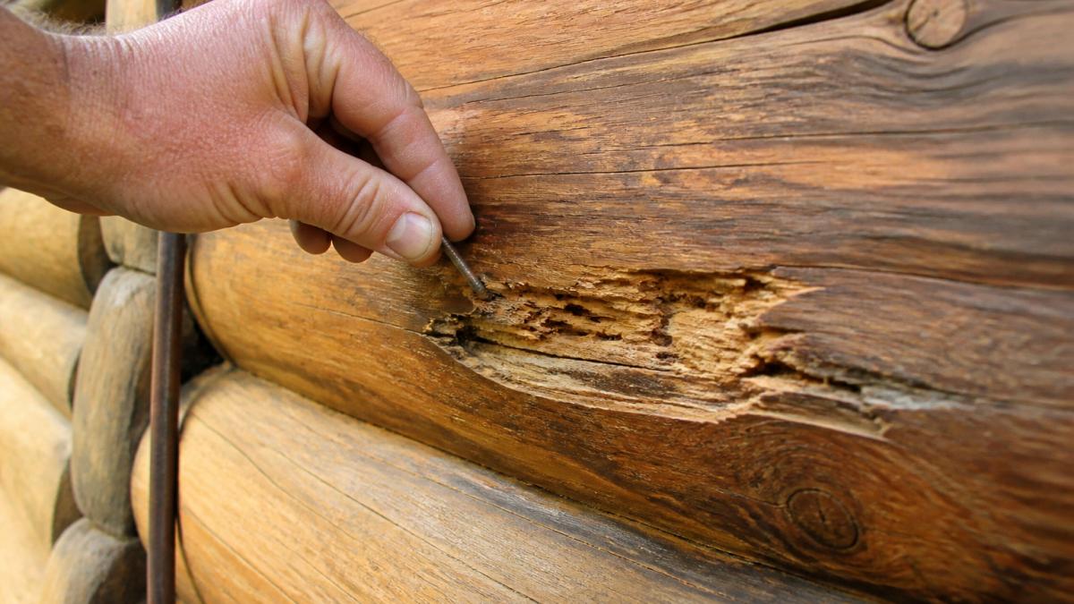 Close-up of a hand pressing a fingernail into a soft spot on a log wall, showing visible wood decay and discoloration in natural daylight